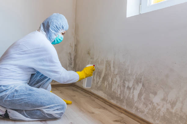 Licensed Basement Mold Remediation service in Manchester, VA - Cheap Mold Removal