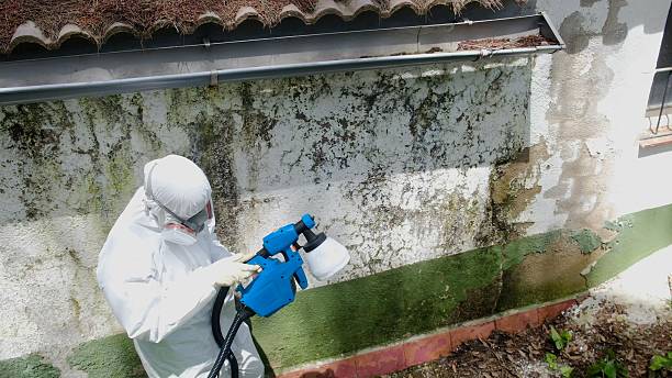 Trusted Basement Mold Remediation service in Manchester, VA - Cheap Mold Removal